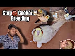How to stop Cockatiel Birds excess breeding  | Cockatiel birds Breeding information |