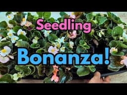 Hundreds of Seedlings! May Seedling Tour || Budget Gardening