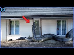 MOST TERRIFYING Animal Invasions Caught On Camera!