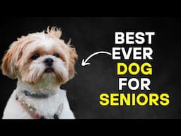 20 Perfect Dog Breeds Perfect for Seniors & Retirees - Very Low Maintenance + Don't Shed or Smell