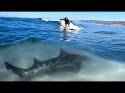 Surfing in Shark Infested Waters in La Jolla, CA