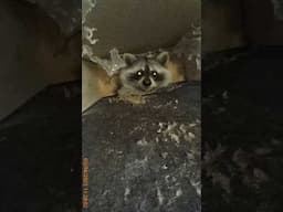 WHAT’S INSIDE THAT WALL?