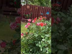 Why I love spring, roses in our backyard 💐