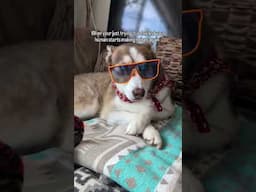 We never get a moment of peace lol #dogs #funny #pov #pets #animals #husky #glasses #cool #cute #fyp
