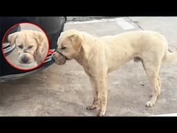 A stray dog’s mouth was tied with wire, he didn't know what he did wrong...