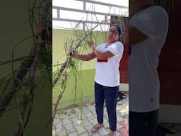 वाह 😳 ये है मनुष्य का सुपर फ़ूड #agriculture #superfood #farming #latest #trending