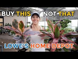 Buy THIS, Not THAT - Big Box Plants I Stay Away From & What To Buy Instead - Indoor Plants