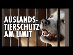 Hunde retten aus dem Ausland – gut gemeint oder verantwortungslos? Episode 14