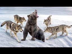 Wolves Surrounded the Bear!.....
