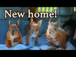 Baby Squirrels are too big for their box - it’s time for a new home!