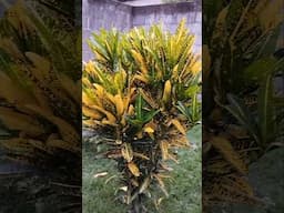 4 Plantas charmosas pra colorir seu Jardim #plantas #shorts