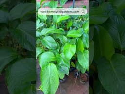 Calathea Lutea💚 Visit www.homelyfeelgardens.com for price details and orders 🪴#calathealutea