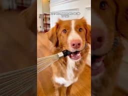 Do you get it?? 🤪 #whiskeytoller #toller