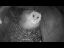 Barn Owls Live from Norfolk