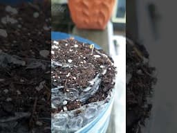 5 days ago, I planted some wild edible plant seeds! Bubble wrap works! #seedplanting #plantingseeds