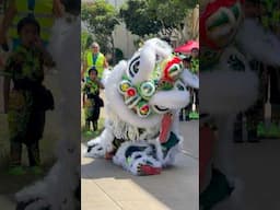 The dragon awakens #dragondance