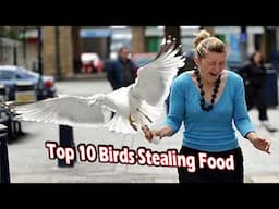 Top 10 Birds Stealing Food