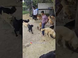 Cute Dogs Playing 😍 #dogs #cutedog #pets