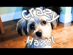 A Timelapse Day With Our Extremely Loving And Kinda Crazy Cute Little Girl Hazel