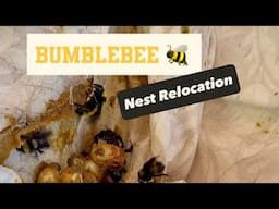 Bumblebee Nest Relocation