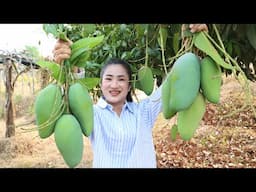 Harvest Thai mango from my cashew farm for my recipe - Cooking with Sreypov