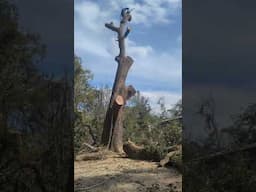 taking down the tree