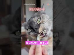 ねこASMR