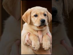 सस्ते डॉग कहा से ले / Cheapest dog market in india #dog #short #puppy #doglover