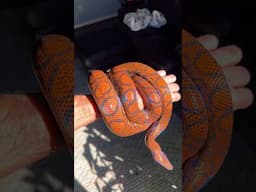 The most beautiful snakes #snakes
