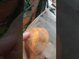 Colheita da fruta OVO em vaso