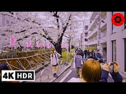 Checking out Tokyo's Most Popular Sakura spot before the crowds 4K HDR