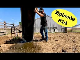 Preparing the Cows for Extreme Heat