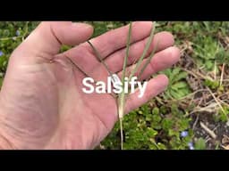 Urban Foraging-Can You Eat Wild Plants in The City?