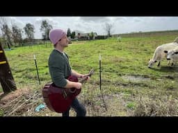 Playing Mac DeMarco for some Cows
