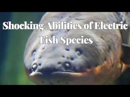 Discover the Shocking Abilities of Electric Fish Species