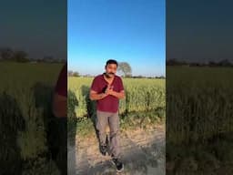 टीएसपी – पोषक तत्वों को जड़ों तक पहुँचाने का असरदार तरीका।#tspfertilizer #triplesuperphosphate