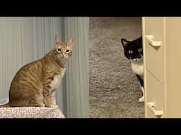 Don't Ask Why. They're Cats 😂 Funny Cats Videos 2025 🐱