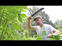 Got Weeds? Good. Use Them to Fix the Soil in a Food Forest!