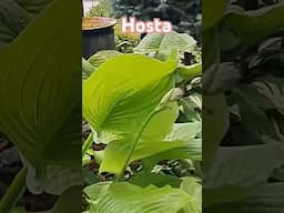 Hosta | Best shade perennial plant| A must have in the garden #garden #plants #shorts #new #flowers