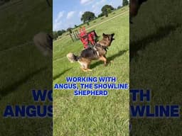 Bitework with Showline German Shepherd