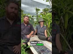 Grow Water Chestnuts: Your Guide to Autumn Harvest
