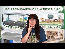 The BEST cages for pet mice 2025