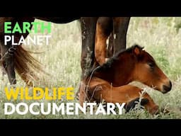 16 Guardians of the River - Wildlife documentary | Jungle Planet series | Nature Animal Documentary