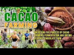 AMAZING CACAO FARMING: THE PROCESS OF CACAO GROWING, FERMENTATION AND DRYING AT BOHOL CHOCOLATE FARM