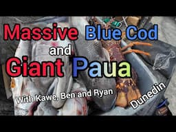 Massive Blue Cod and Giant Paua  [Catch and Cook]