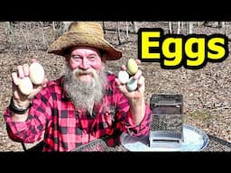 Fresh Eggs, Yes or No, Raising chickens for eggs