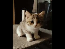 Its a cats life 41 #kitten