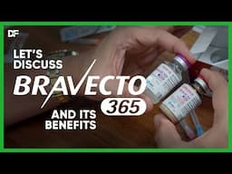 Tick and Flea Protection That Lasts All Year - Bravecto 365