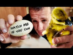 Hatching My First Goslings in Two Years