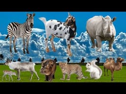 Adorable Moments of Animals: Zebra, Goat, Rhinoceros, Deer, Hippo, Squirrel – Animal Moments